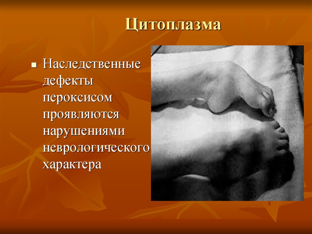 Цитоплазма