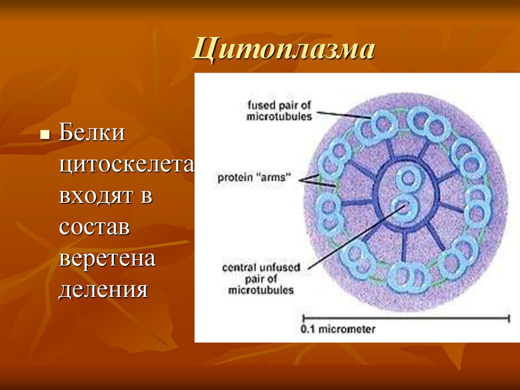 Белки цитоскелета. Цитоскелет Веретено деления. Компартментализация клетки. Цитоскелет входит в состав веретена деления.