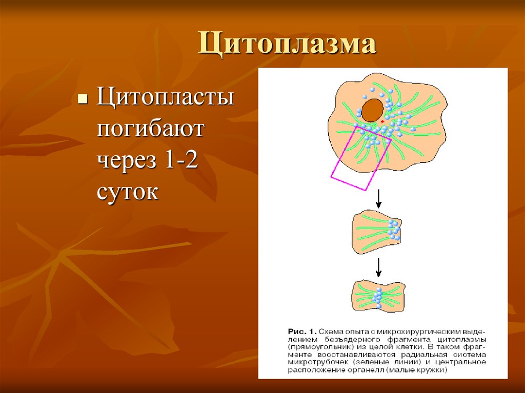 Цитоплазма