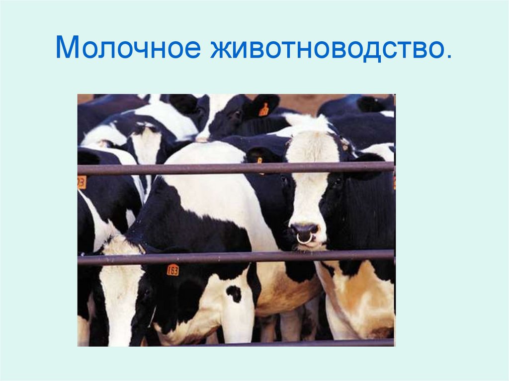 Молочное животноводство.