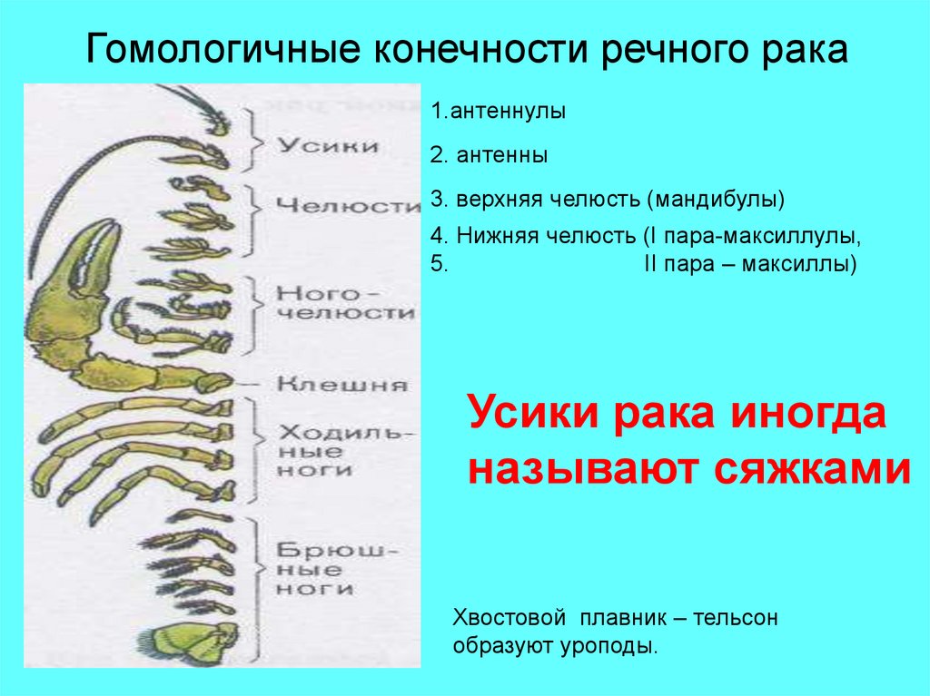 Конечности речного рака рисунок