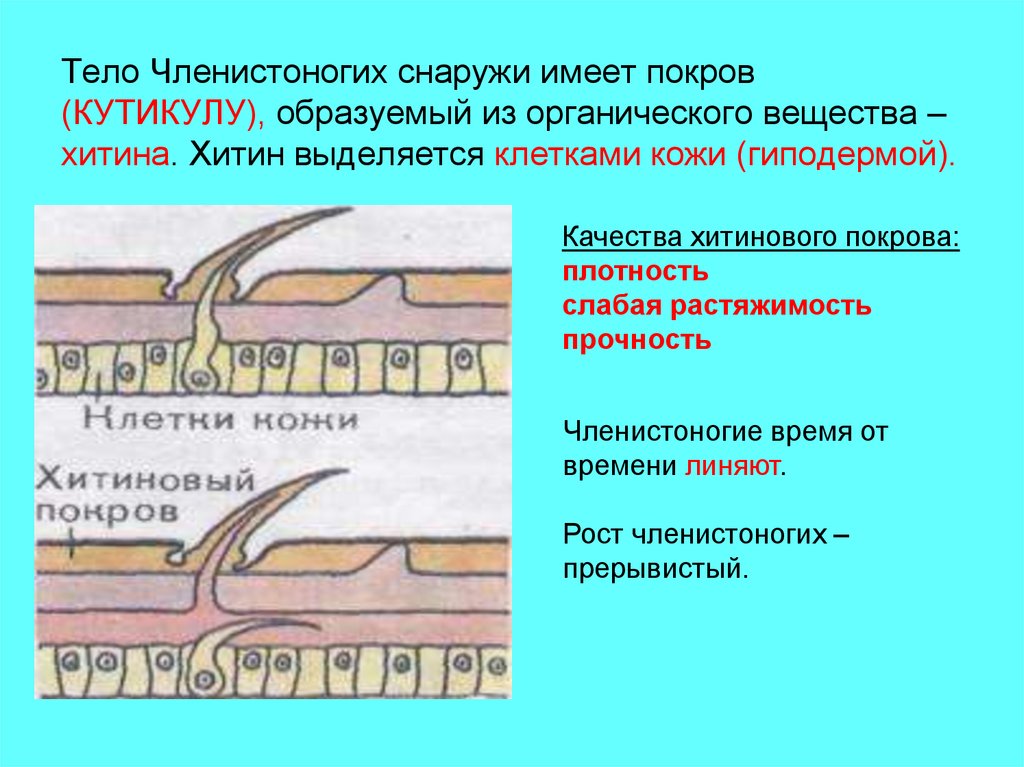 Слизистые покровы или гладкая поверхность. Покровы членистоногих. Покровы тела членистоногих. Хитиновый Покров у членистоногих. Строение покровов тела у членистоногих.