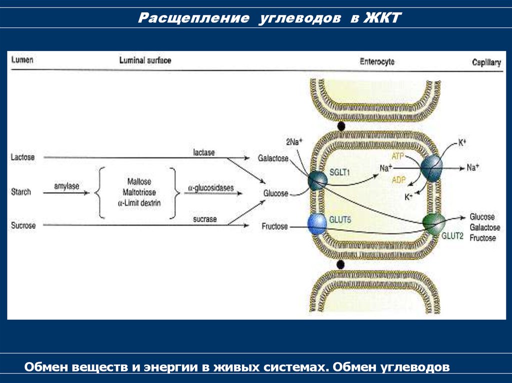 2 ферменты расщепляющие углеводы