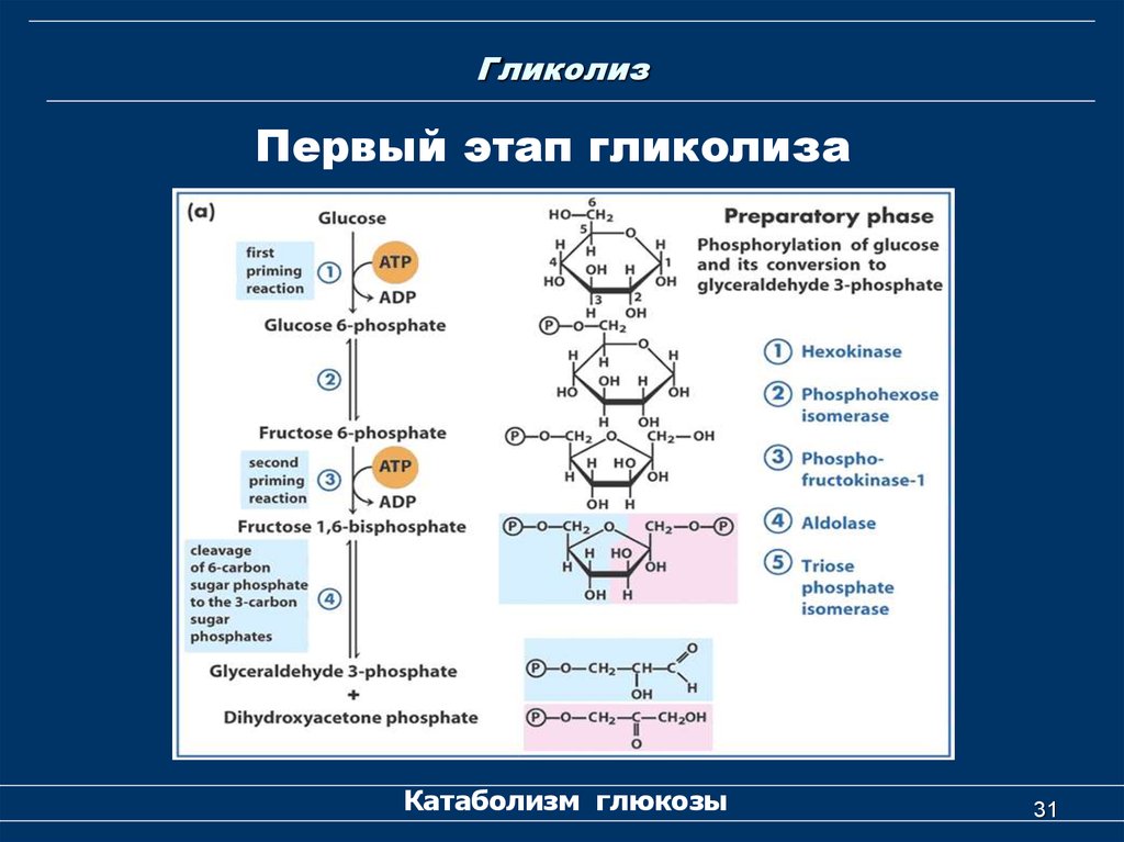 Гликолиз 6 атф. Гликолиз схема с ферментами. Второй этап гликолиза биохимия. Гликолиз с формулами и ферментами. Ферменты гликолиза биохимия.