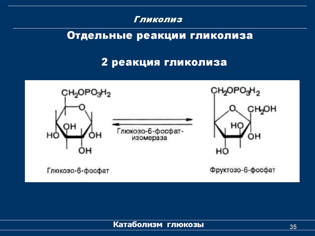 Продукты реакции гликолиза. Гликолиз мальтозы. Гликолиз реакции биохимия. Гликолиз Глюкозы реакция. Этапы гликолиза биохимия.