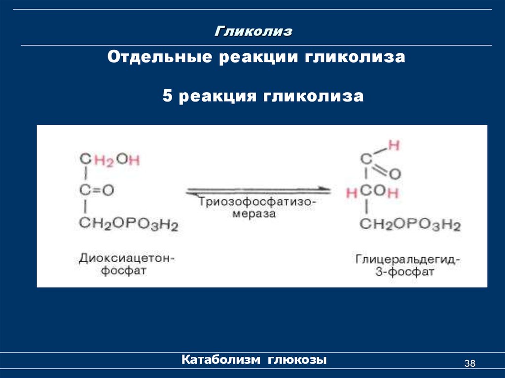 Схема гликолиза биохимия