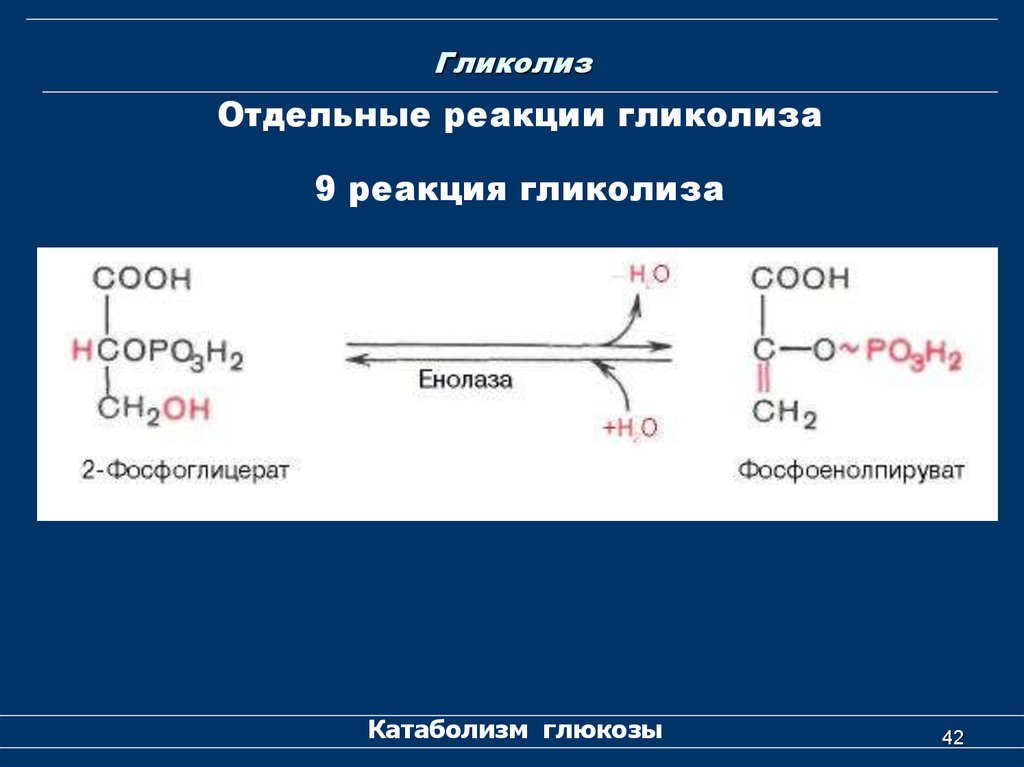 Гликолиз последовательность реакций. 10 Реакций гликолиза. Анаэробный гликолиз биохимия реакции. Гликолиз Глюкозы схема. Седьмая реакция гликолиза.