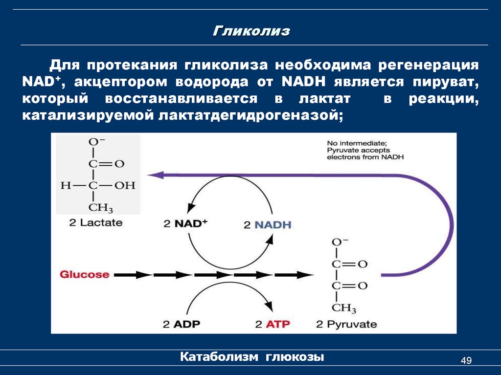 Гликолиз обмен. Гликолиз Глюкозы до пирувата. Увеличение гликолиза. Гликолиз Глюкозы биохимия. Гликолиз. Химические реакции и ферменты..