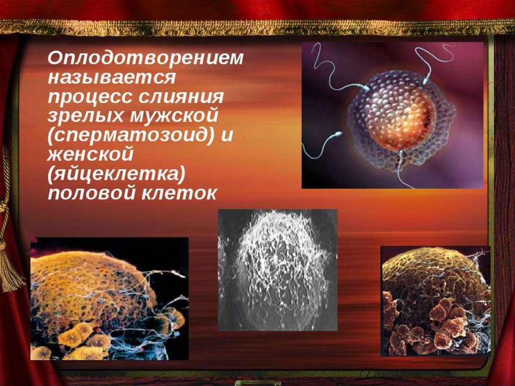 Беременность презентация 8 класс