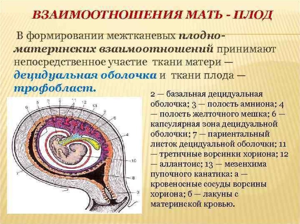 1 4 с формированием и. Децидуальная хорион амнион. Амнион хорион децидуальная оболочка. Оболочки плода амнион и хорион. Внезародышевые оболочки эмбриона.