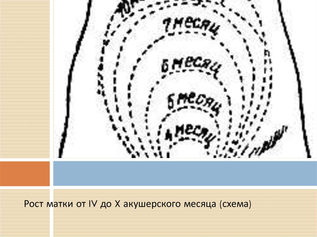 Месяц схема. Рост матки. Физиология беременности схема. Рост схема физиология. Матка на 8 месяце схема.