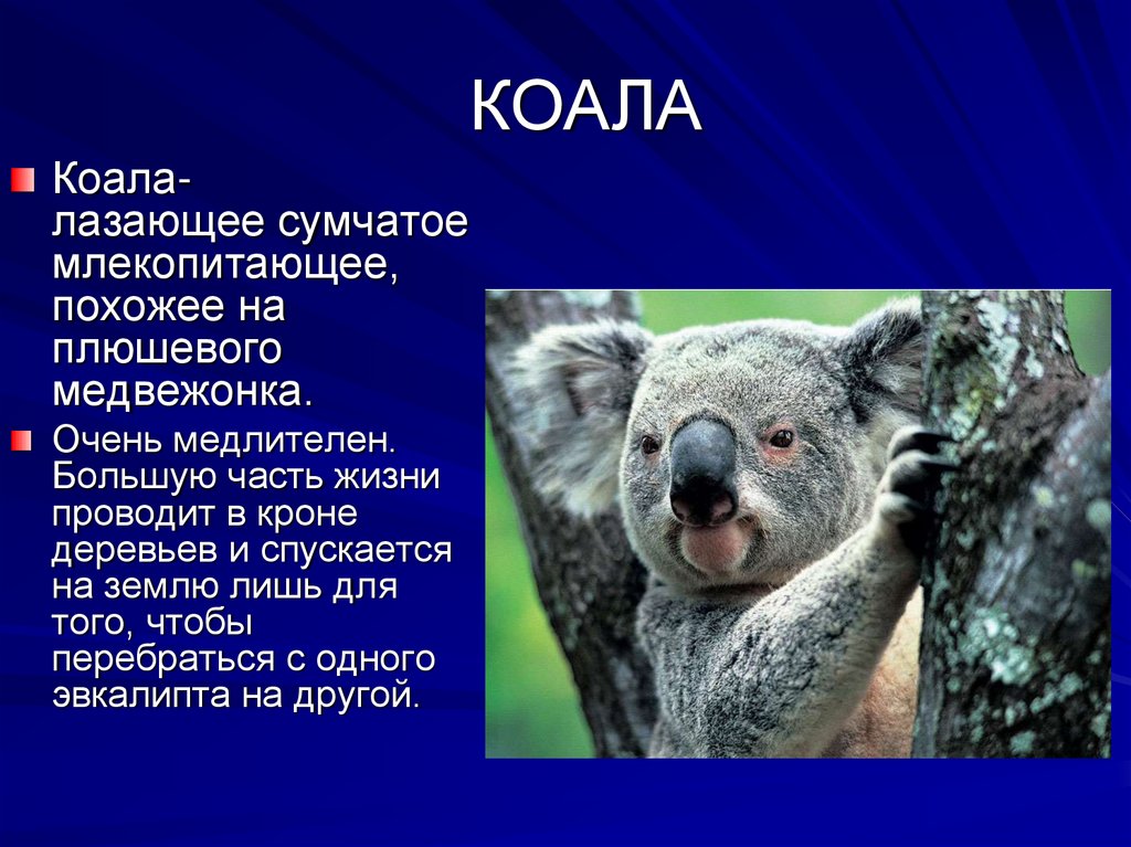 Коала относится к сумчатым. Коала сумчатое. Коала сведения о животном. Сумчатый медведь коала Австралия. Коала кратко.