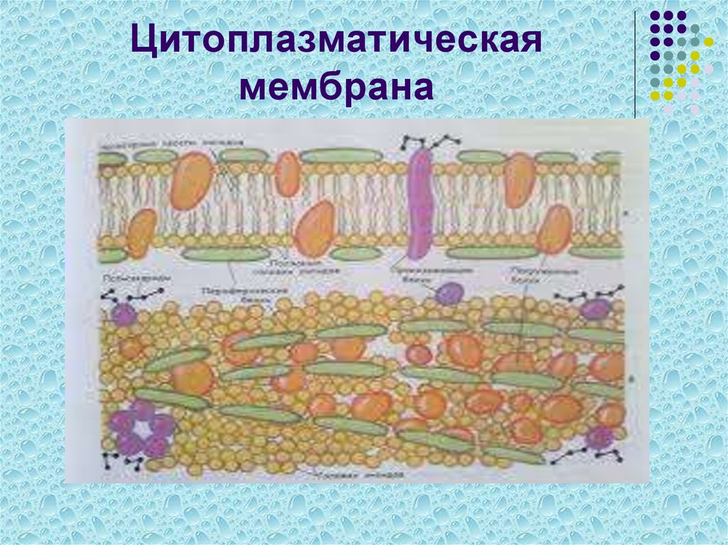 Цитоплазматическая мембрана рисунок. Цитоплазматическая оболочка. Цитоплазматическая мембрана лейкоцита. Цитоплазматическая мембрана окружающая цитоплазму. Инвагинация цитоплазматической мембраны.