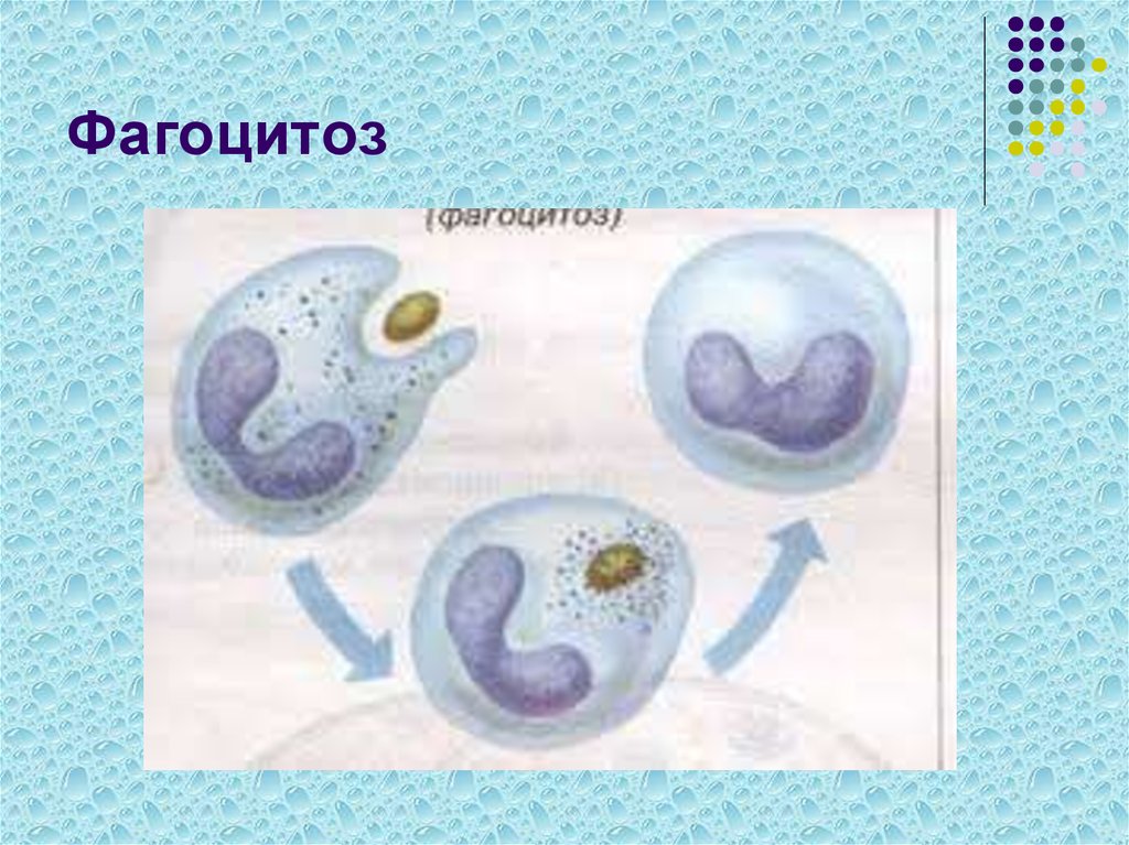 Фагоцитоз захват клеткой. Фагоцитоз строение. Фагоцитоз рисунок. Явление фагоцитоза открыл. Незавершенный фагоцитоз туберкулез.