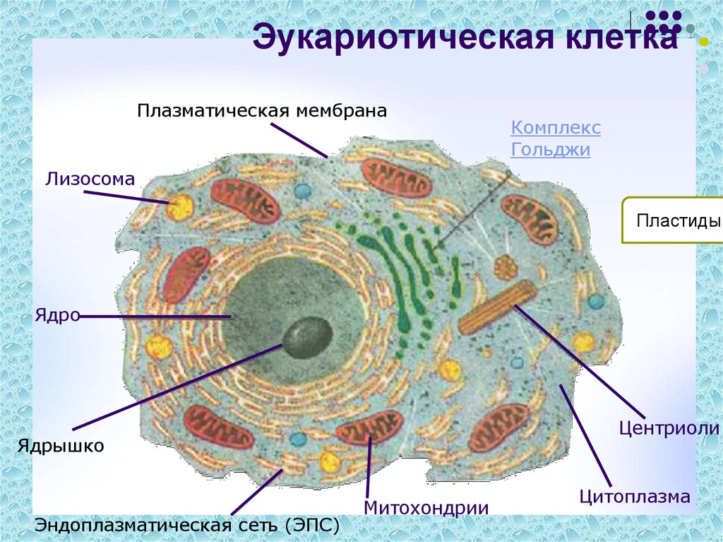 Строение каких организмов эукариотической клетки доказывает