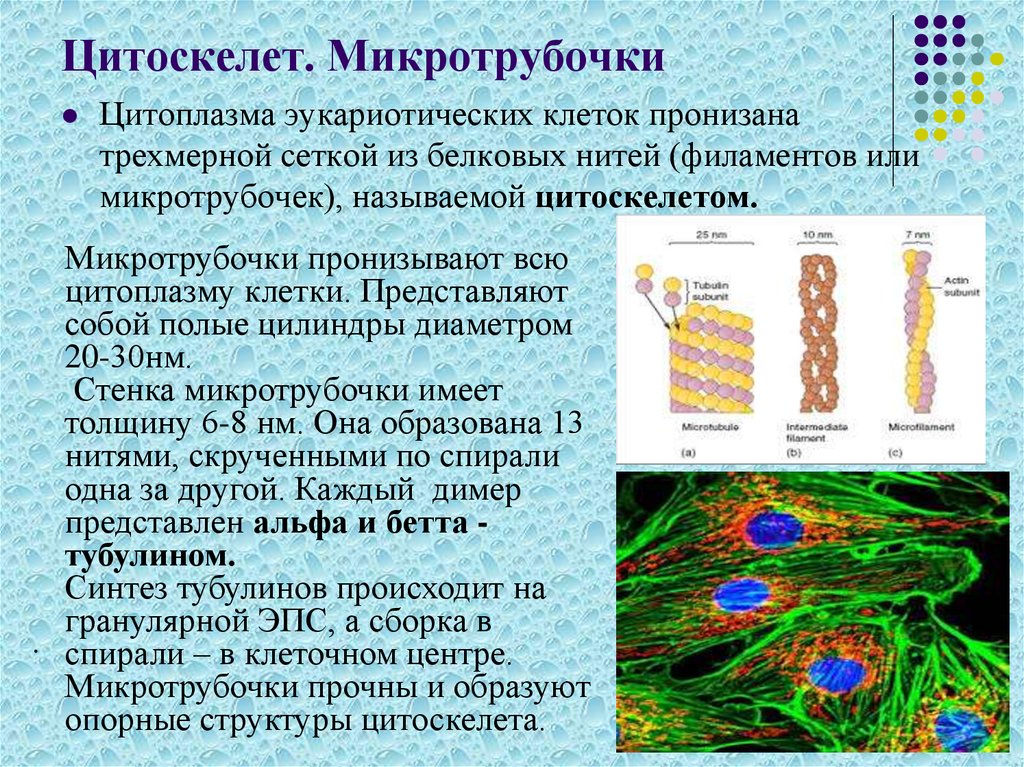 Цитоскелет на рисунке клетки