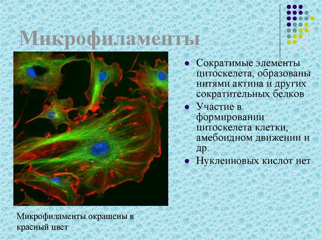 Цитоскелет строение и функции