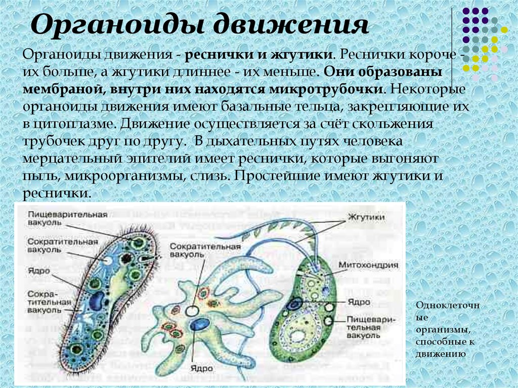 Органоидом клетки является