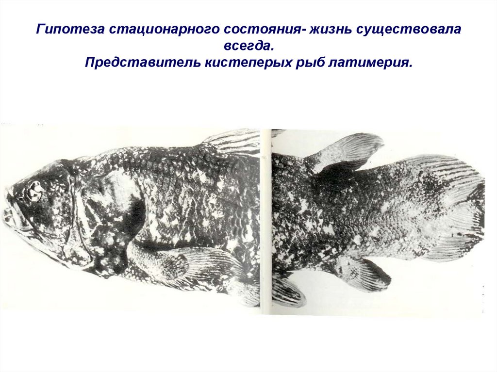 Появление кистеперых рыб. Кистеперая рыба Латимерия. Представитель кистеперых рыб Латимерия. Гипотизм. Стационарного состояния. Концепция стационарного состояния.