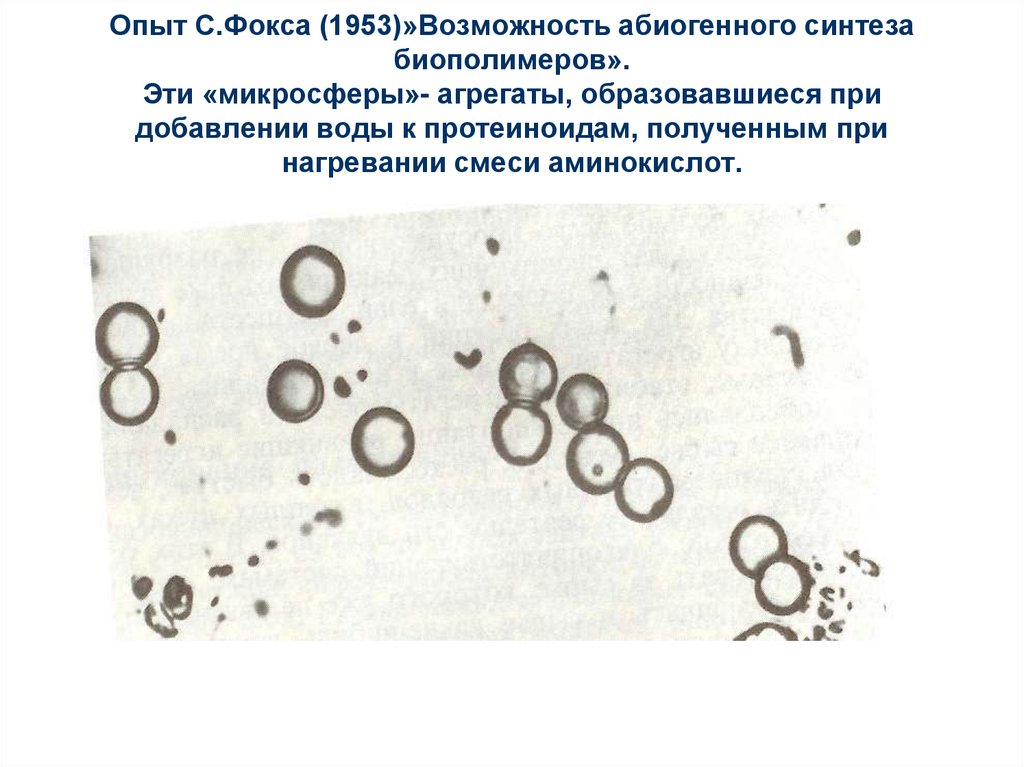 Коацерваты это кратко. Опыт Сиднея Фокса. Микросфер Сиднея Фокса. Термическая теория Фокса. Микросферы Фокса.