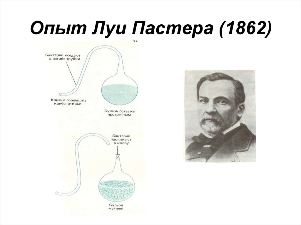 На рисунке показан опыт луи пастера какую теорию опроверг ученый этим опытом