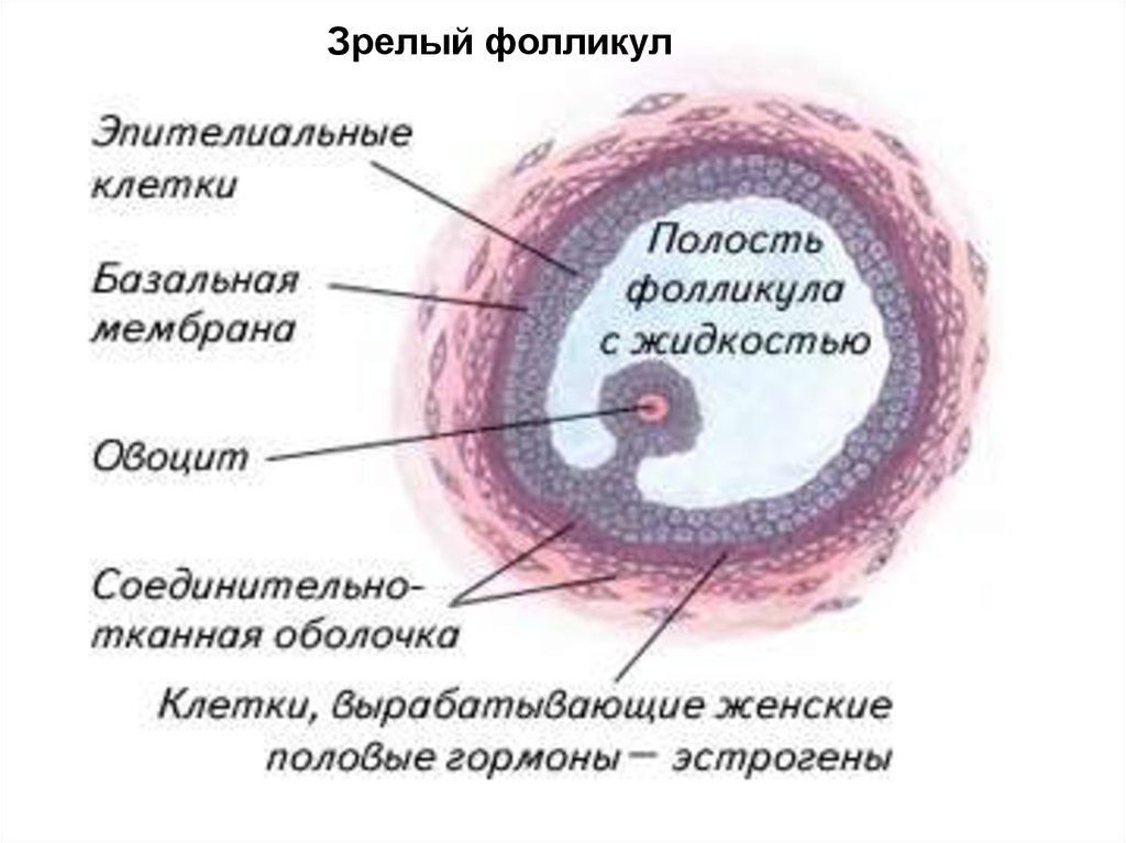 Как называют женскую половую железу. Яйцеклетка в фолликуле. Фолликулы женская половая система. Женские половые клетки фолликулы. Женские половые органы строение.
