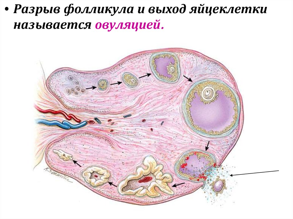 Где происходит яйцеклетки у женщины. Разрыв фолликула и выход яйцеклетки. Овуляция разрыв фолликула.