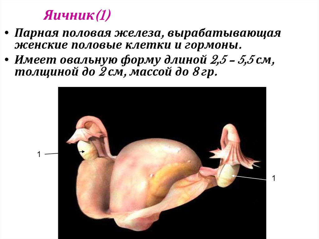 Женские половые органы животных