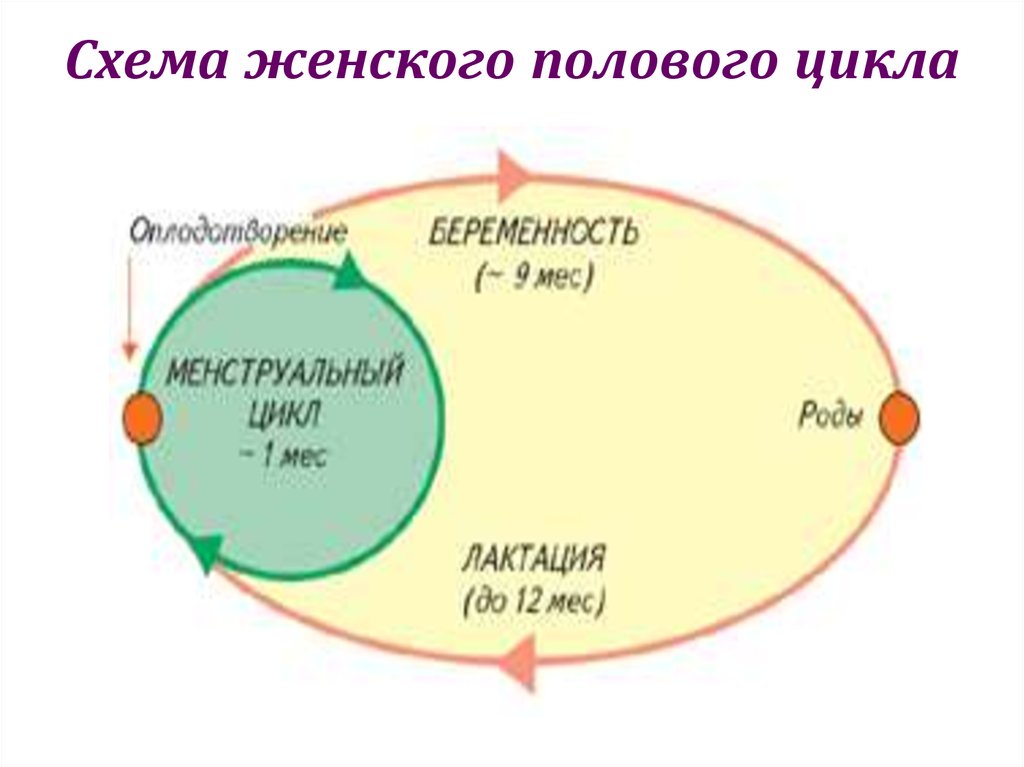 Этапы полового цикла. Женский половой цикл. Схема полового цикла. Схема полового цикла, характеристика. Женского генитального цикла.