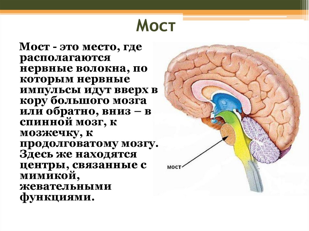 Строение и функции головного мозга. Для чего делают шапочку головного мозга. Что идёт после косного мозга.