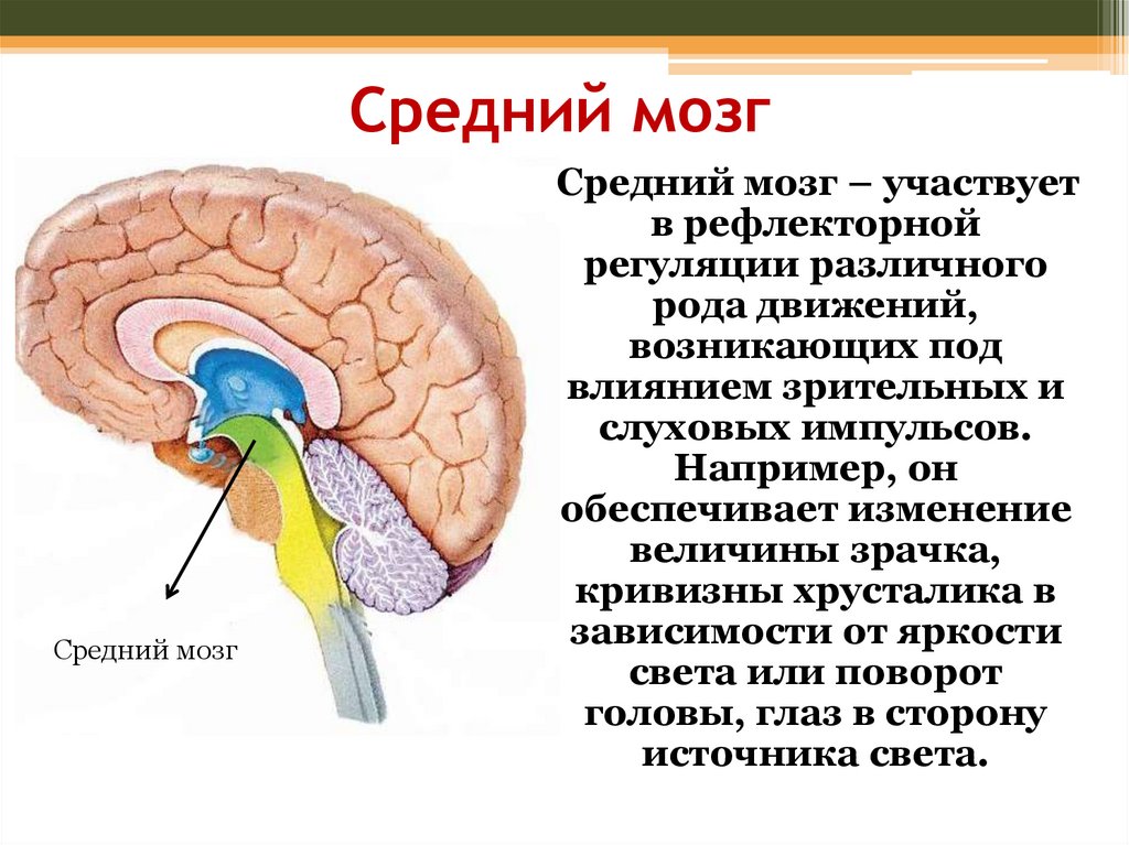 Перечислите функции среднего мозга