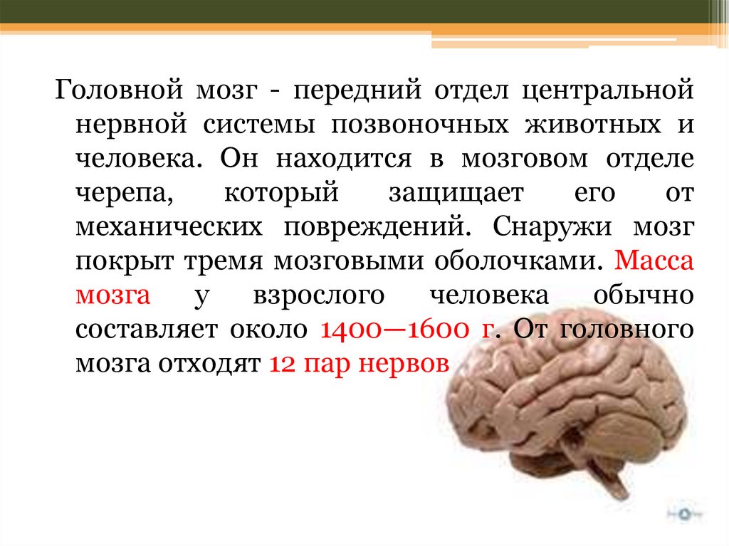 Мозг 8 класс. Отделы головного мозга ЕГЭ биология. Мозг взрослого человека. Функции головного мозга животных. Мозг ЕГЭ.