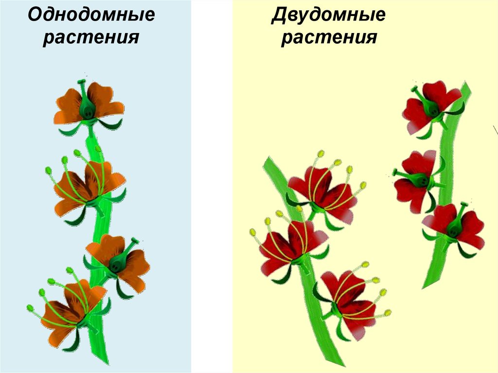 Схема правильного цветка