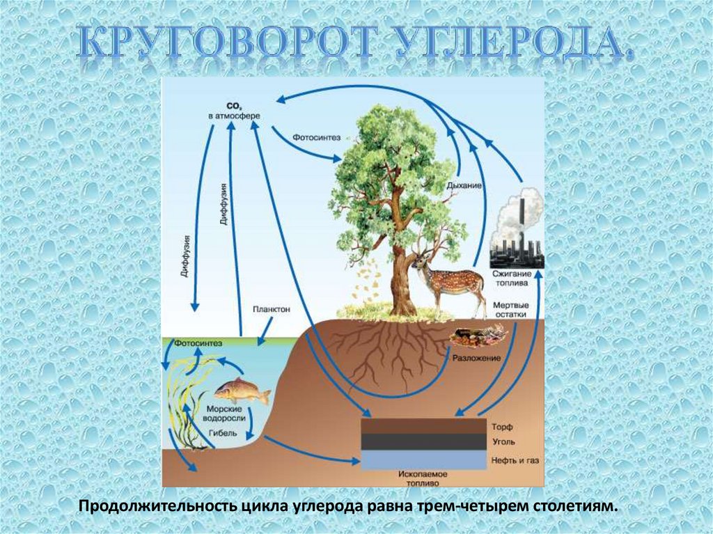 Круговорот углерода презентация