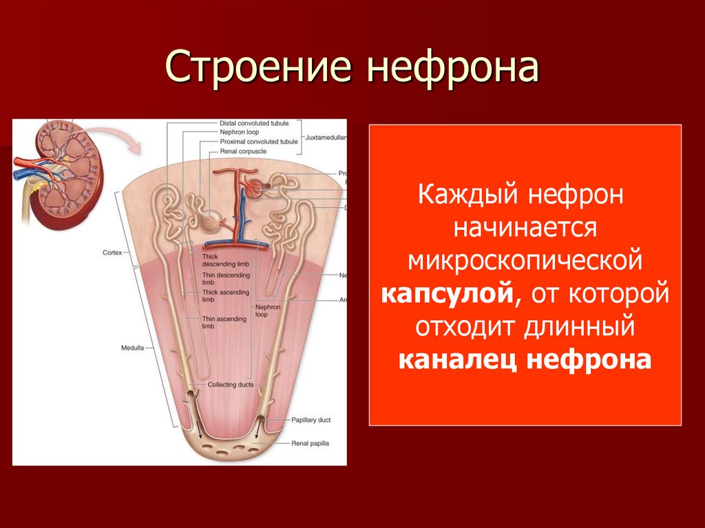 Презентация органы выделения 8 класс биология