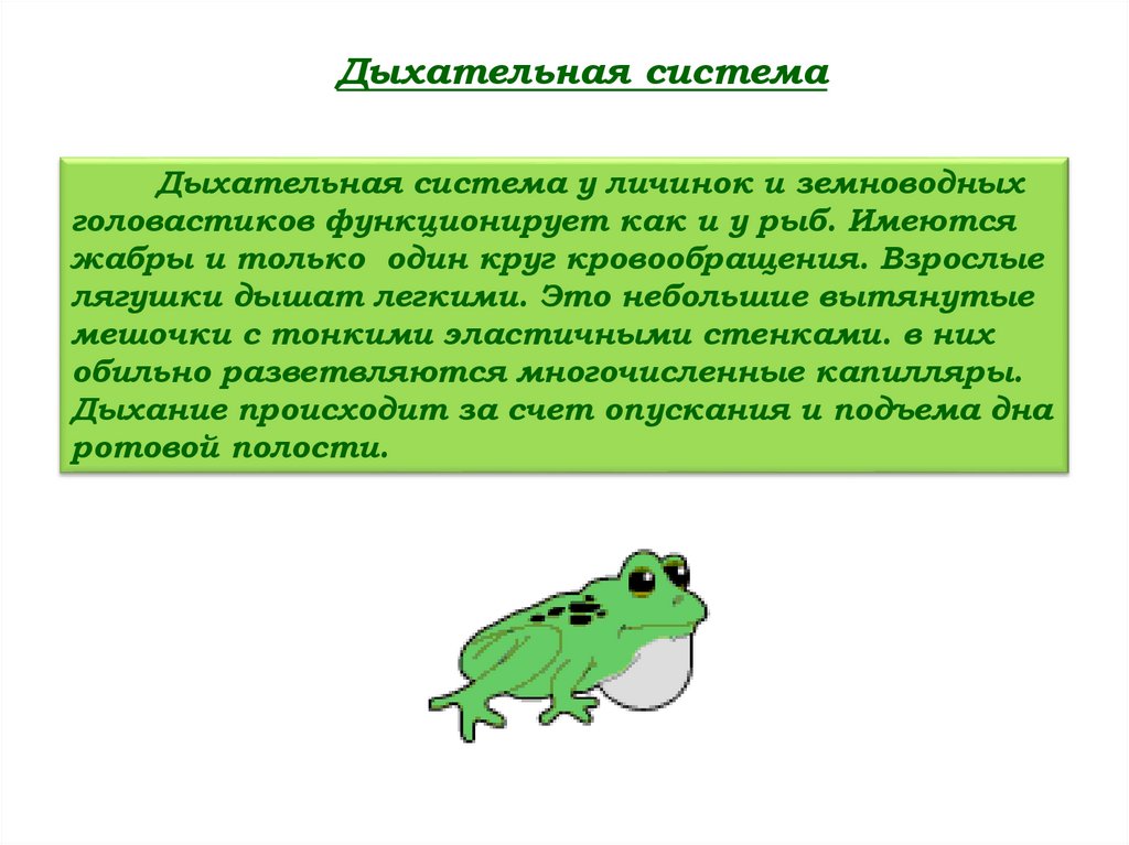 Класс земноводные или амфибии презентация. Вывод про особенности внешнее строение лягушки. Строение головастика лягушки. Особенности строения лягушки связанные с жизнью в воде и на суше. Строение глаза лягушки.