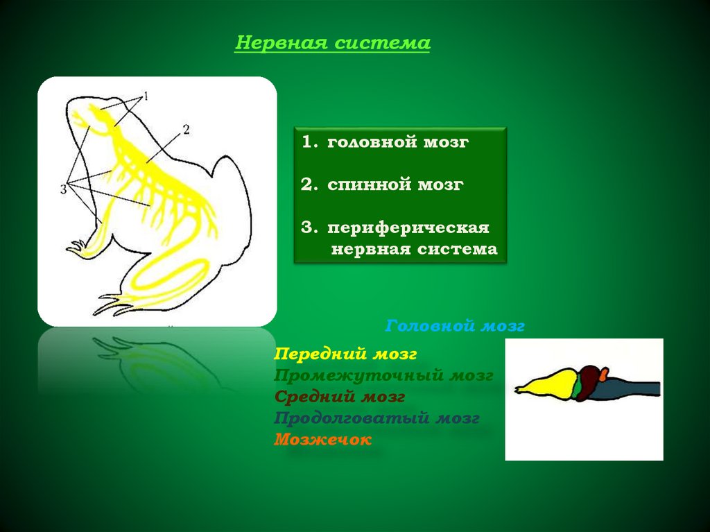 Средний мозг у земноводных