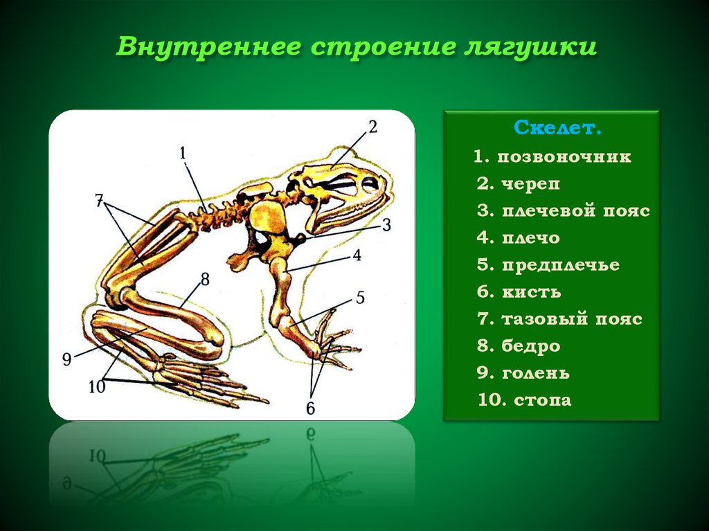 Тело земноводных состоит из. Внешнее строение земноводных 7 класс биология лягушка. Строение скелета лягушки биология 7 класс. Земноводные строение скелета 7 класс биология. Лягушка строение наружнее.