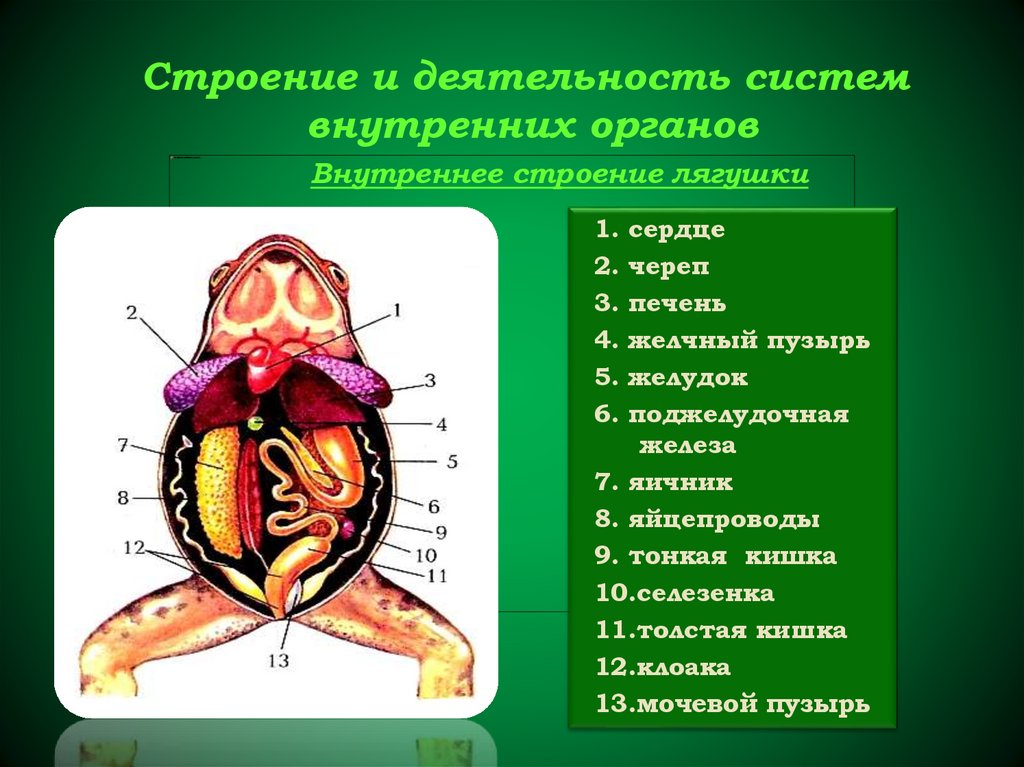 7 класс презентация внутреннее строение земноводных