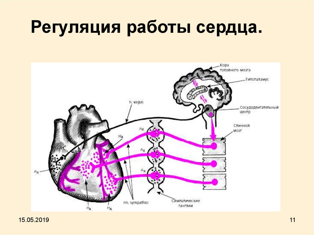 Физика работы сердца