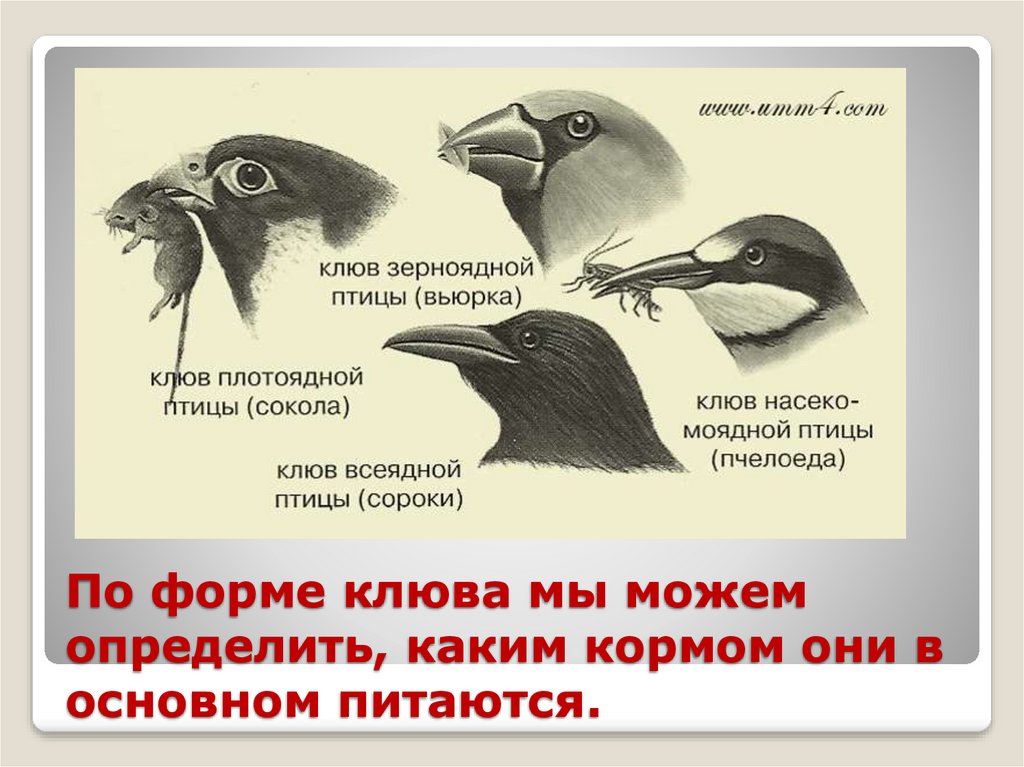 Черный ворон какая экологическая группа птиц. Формы клюва птиц в зависимости от способа питания. Формы клюва у птиц. Виды клювов у птиц. Строение клюва птицы.