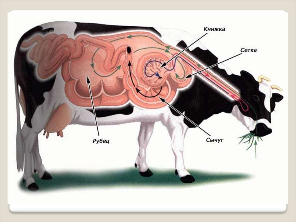 Строение пищеварительного тракта коровы. Система пищеварения КРС. Пищеварительная система жвачных животных. Сычуг книжка рубец. Гипотония преджелудков