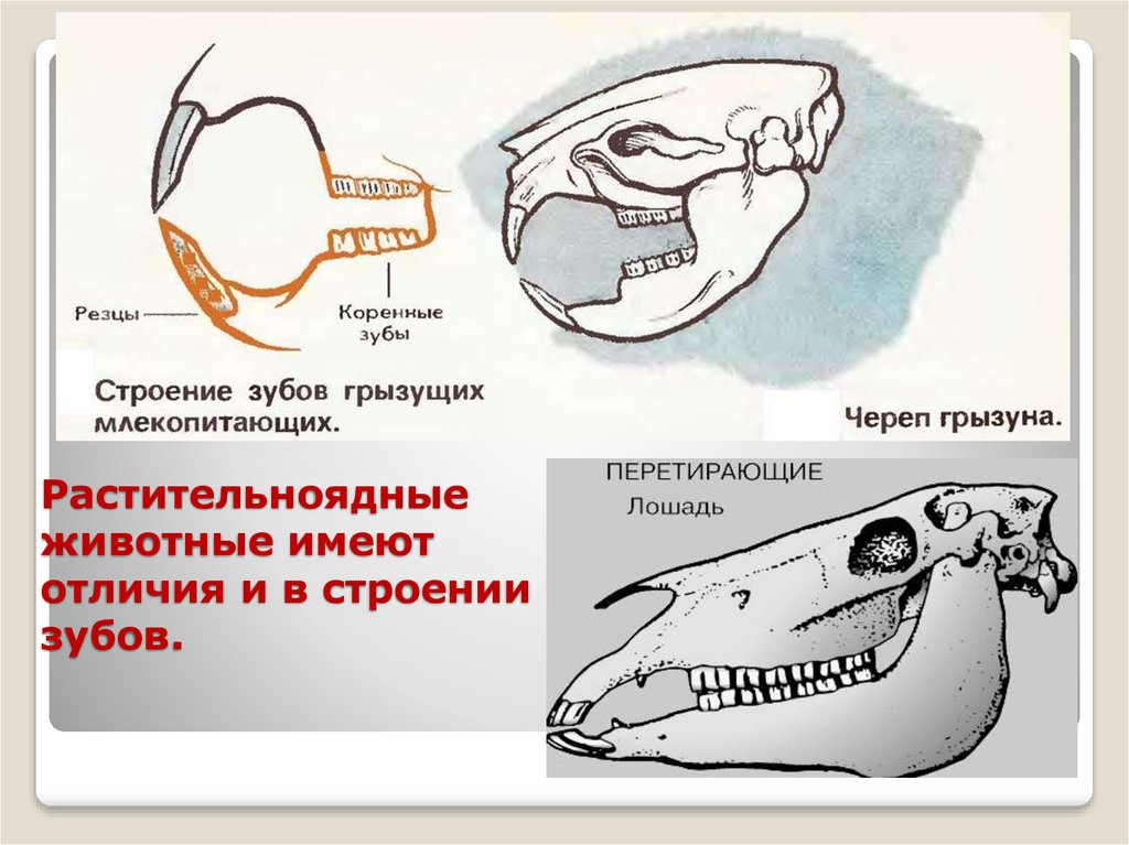 Если у животного имеется череп. Зубная система грызунов и зайцеобразных. Зубная система грызунов млекопитающих. Строение зубов грызунов и зайцеобразных. Строение челюсти зайцеобразных.