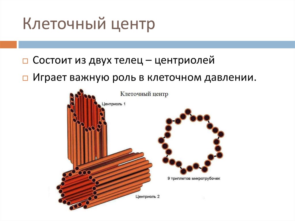 Клеточный центр животной клетки