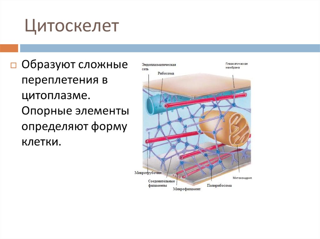 Цитоскелет рисунок. Структурная организация цитоскелета. Цитоскелет клетки растений. Цитоскелет их строение и функции. Цитоскелет строение ЕГЭ.