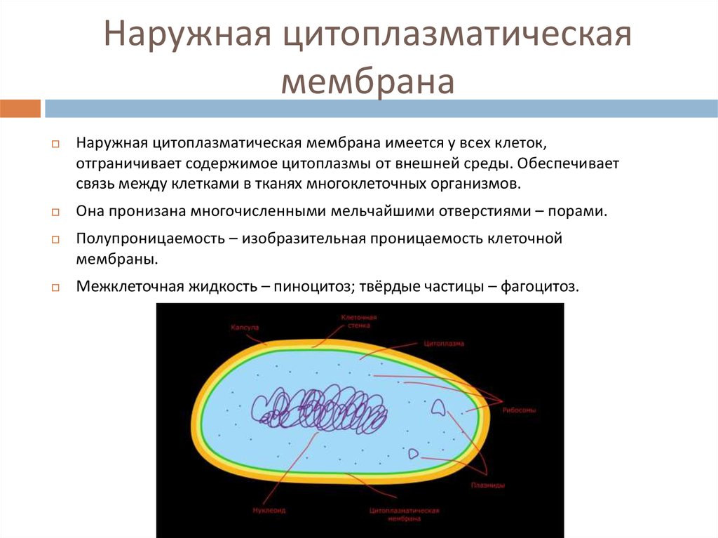 Мембрана прокариот. Наружная цитоплазматическая мембрана. Полупроницаемость цитоплазматической мембраны. Полупроницаемость цитоплазмы. Наружная мембрана она пронизана.