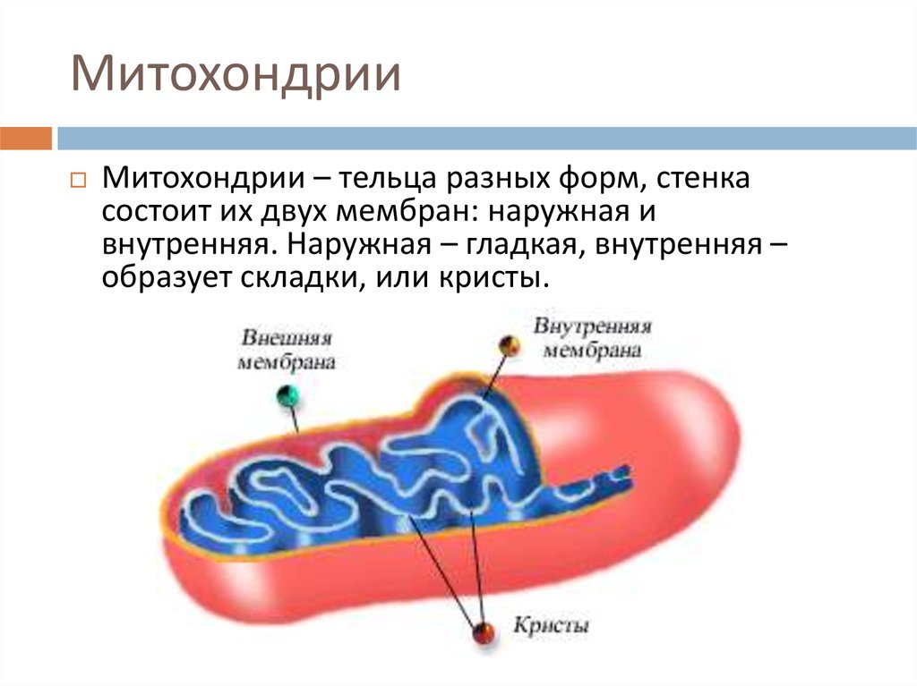 Митохондрия деген не презентация