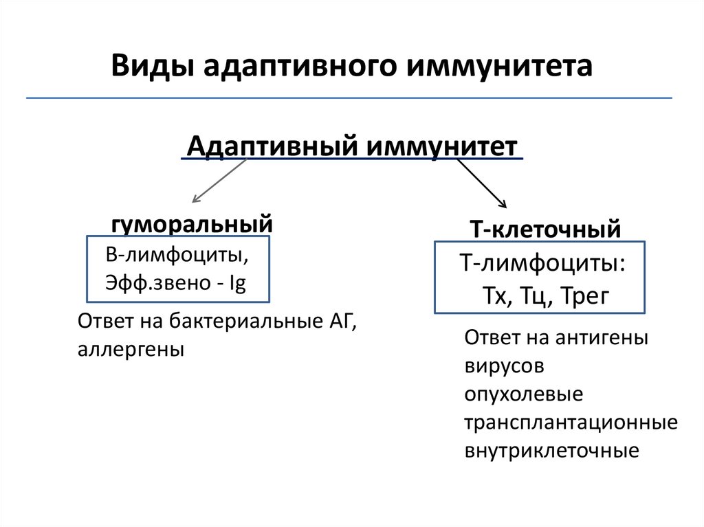 Иммунитет врожденный и приобретенный схема