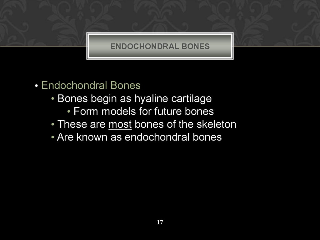 Endochondral Bones