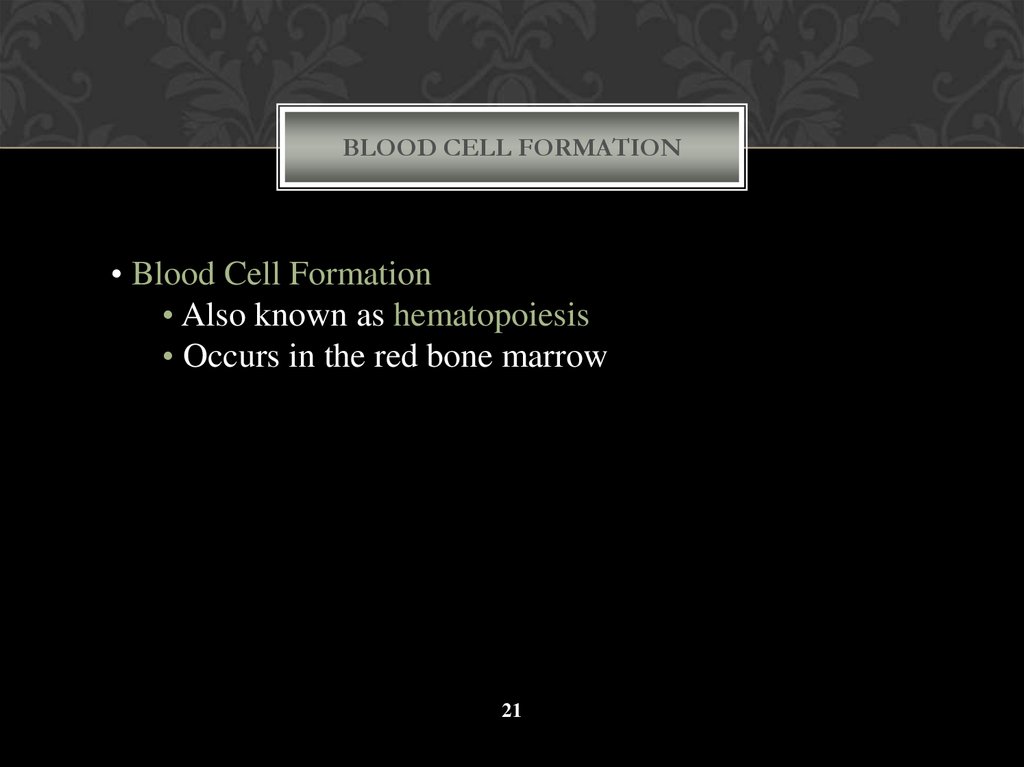 Blood Cell Formation
